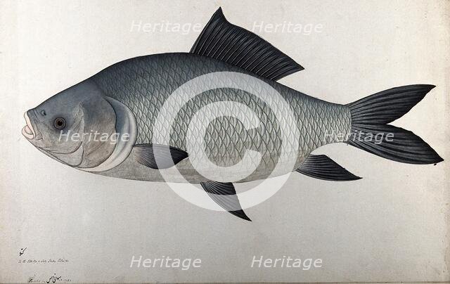 Fish, 1783. Creator: Bhawani Das.