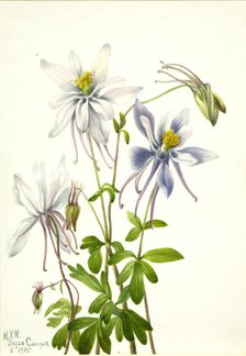 Columbine (Aquilegia ecalcarata), 1935. Creator: Mary Vaux Walcott.