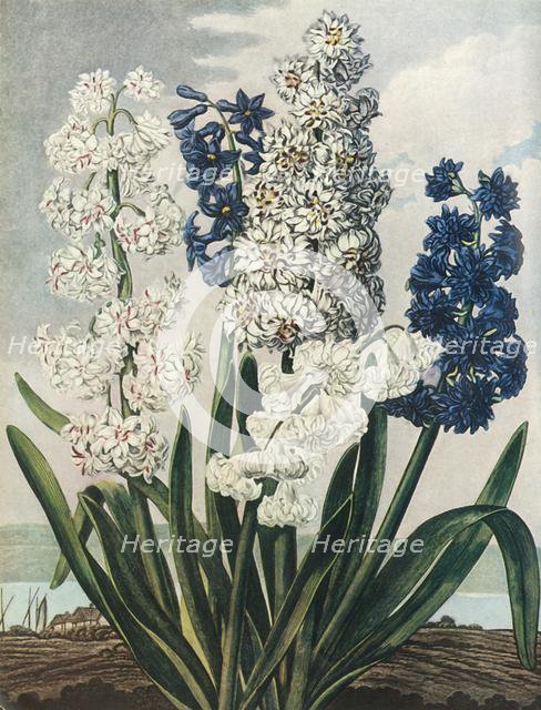 'Hyacinths', 1801, (1948). Creator: Thomas Warner.