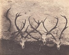 Stags Heads - Dibedale, ca. 1856. Creator: Horatio Ross.