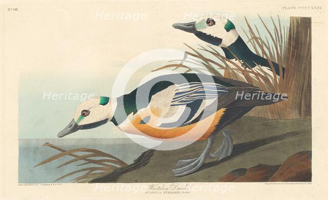 Western Duck, 1838. Creator: Robert Havell.