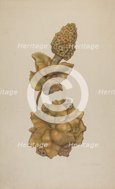 Tie-back, c. 1941. Creator: Harry Jennings.