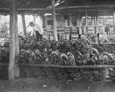 Unknown man with harvested banana crop, c1900s. Creator: Robert Augustus Henry L'Estrange.