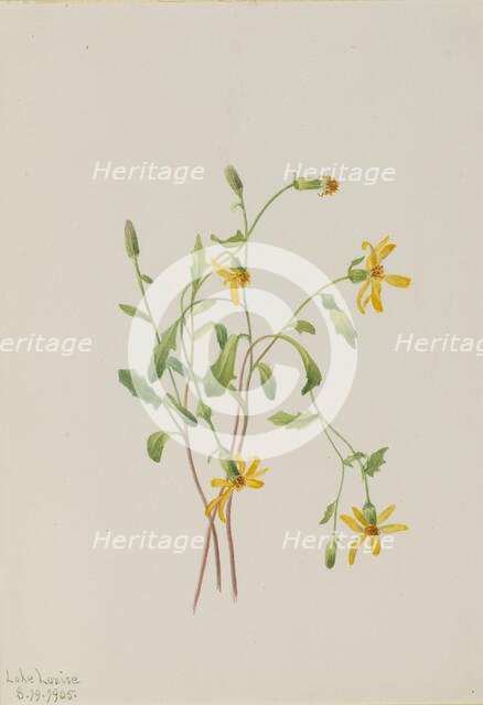 Alpine Ragwort (Senecio species), 1905. Creator: Mary Vaux Walcott.