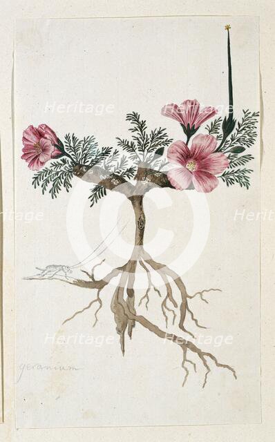 Monsonia multifidum E.Mey. ex Kunth (with an insect), 1777-1786. Creator: Robert Jacob Gordon.