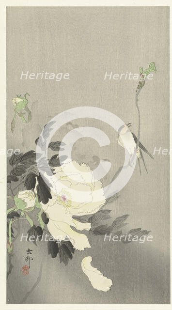 Bird and peony, 1920-1930. Creator: Ohara, Koson (1877-1945).