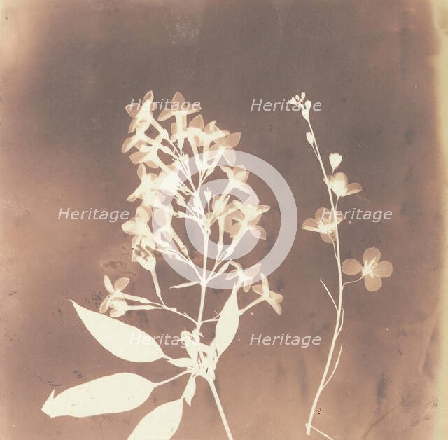 1. Cestrum Parqui. 2. Fiora di una tetradinama., 1839. Creator: William Henry Fox Talbot.