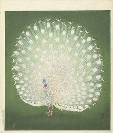 Peacock, 1925-1936. Creator: Ohara, Koson (1877-1945).