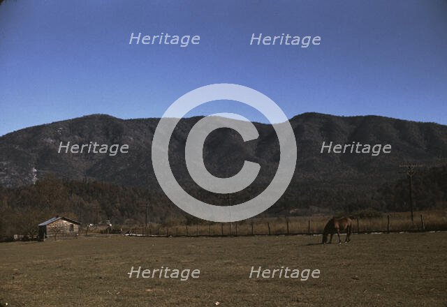 Horse in the pasture of a mountain farm along the Skyline Drive in Virginia, ca. 1940. Creator: Jack Delano.