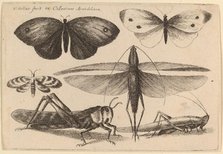 Six Insects, 1646. Creator: Wenceslaus Hollar.