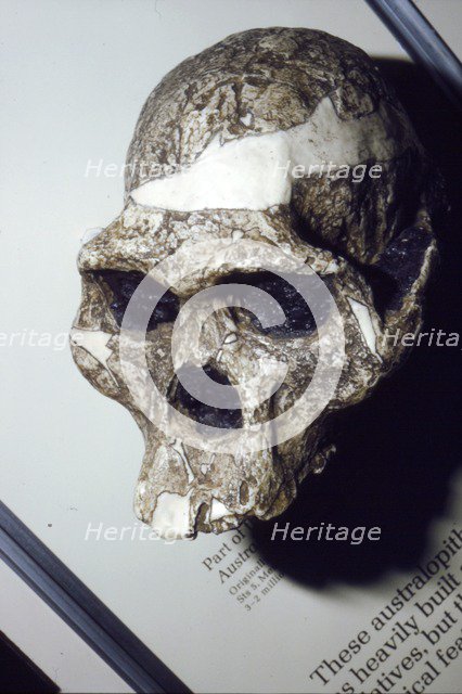 Skull of Australopithecus Africanus from Sterkfontein, South Africa, 3 to 2 million years BC. Artist: Unknown.