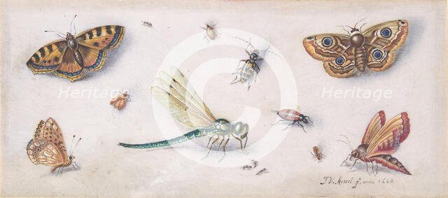 Insects, Butterflies, and a Dragonfly, 17th century. Creator: Jan van Kessel.