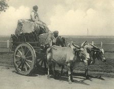 'Bullock Cart'.  Creator: Clifton & Co.