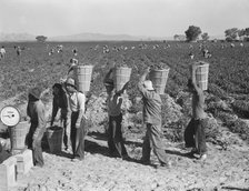 Pea pickers line up on edge of field at weigh scale, near Calipatria, Imperial County, CA, 1939. Creator: Dorothea Lange.