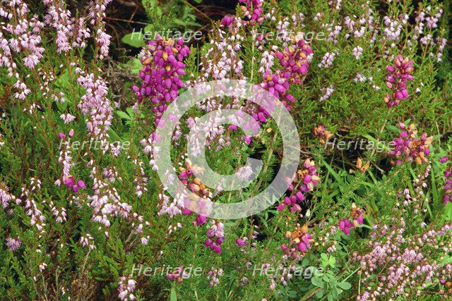 Heather, Scotland.