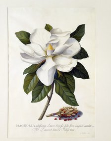 Magnolia Grandiflora, c. 1743 (hand coloured engraving). Creator: "Georg Dionysius Ehret (1710 - 70); Ehret, Georg Dionysius (1710-1770)".