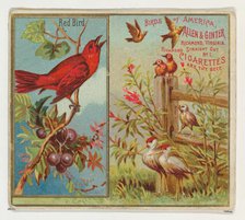Red Bird, from the Birds of America series (N37) for Allen & Ginter Cigarettes, 1888., 1888. Creator: Allen & Ginter.