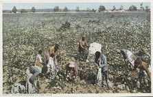 Cotton Pickers in the Field, 1907 - 1908. Creator: Detroit Publishing Company.