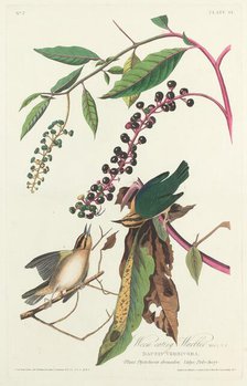 Worm-eating Warbler, 1828. Creator: Robert Havell.