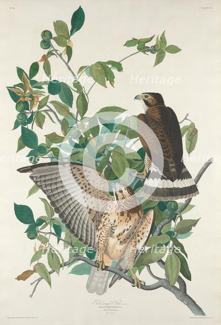 Broad-winged Hawk, 1830. Creator: Robert Havell.