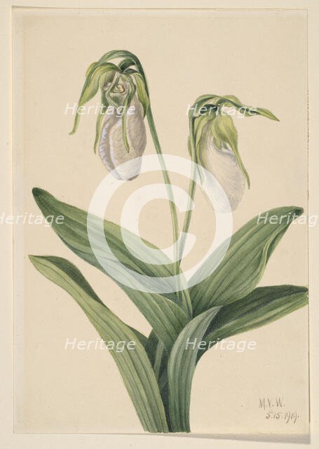 Pale Lady's Slipper (Cypridedium acaule), 1919. Creator: Mary Vaux Walcott.