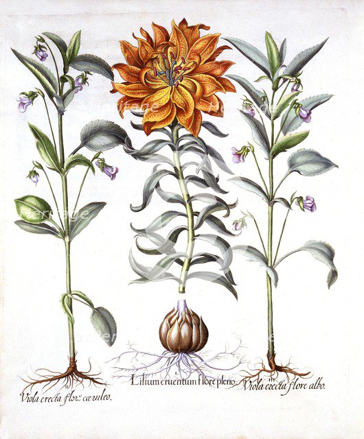Fire Lily and Viola, from 'Hortus Eystettensis', by Basil Besler (1561-1629), pub. 1613 (hand-colour