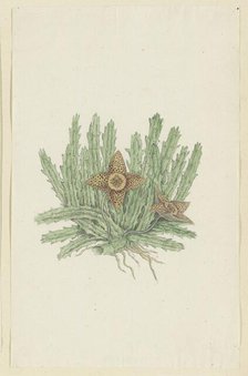 Huernia namaquensis Pillans. (Namaqua carrion-flower), 1777-1786. Creator: Robert Jacob Gordon.