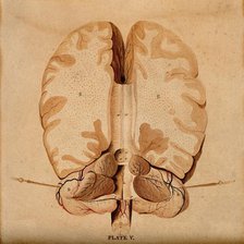 Brain: horizontal section, 1820-1827. Creator: William Home Lizars.