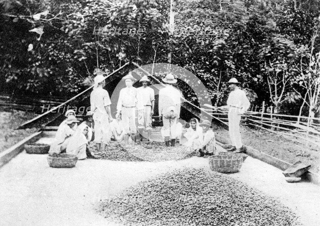 Drying cocoa, Trinidad, c1900s. Artist: Unknown