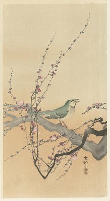 Songbird and plum blossom. Creator: Ohara, Koson (1877-1945).