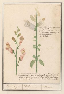 Snapdragon (Antirrhinum), 1596-1610. Creators: Anselmus de Boodt, Elias Verhulst.