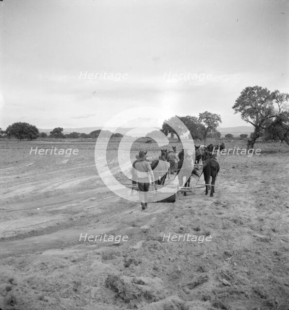 Leveling the land for irrigation on the Bosque Farms project, New Mexico, 1935. Creator: Dorothea Lange.
