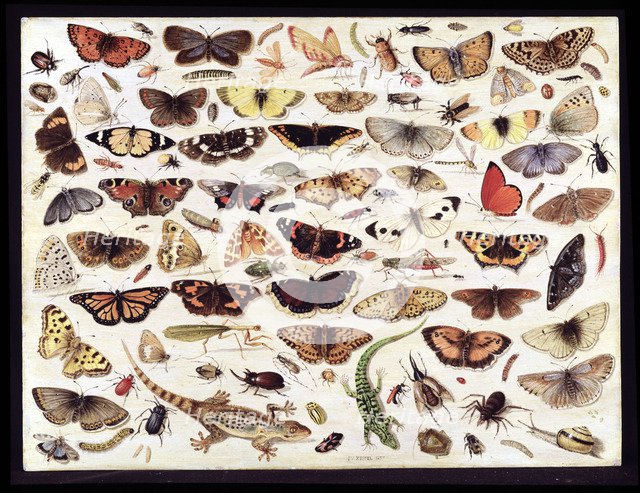 Study of butterflies and other insects. Artist: Kessel, Jan van, the Elder (1626-1679)