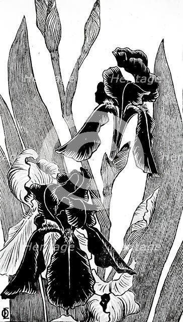 Irises, between circa 1895 and circa 1896. Creator: Otto Eckmann.