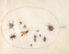 Plate 72: Shield Bug, Wasp, and Other Insects, c. 1575/1580. Creator: Joris Hoefnagel.