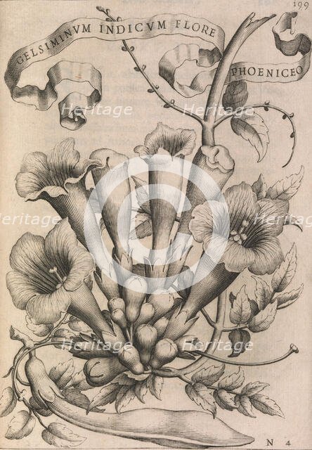 Gelsiminvm indicvm flore phoeniceo, 1633. Creator: Johann Friedrich Greuter.