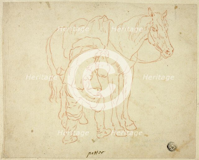 Man Adjusting Saddle on Horse, n.d. Creator: Unknown.