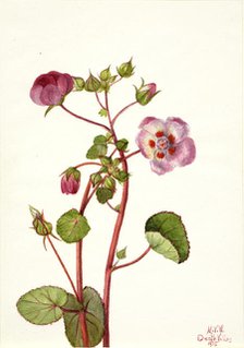 Eremalche rotundifolia, 1935. Creator: Mary Vaux Walcott.