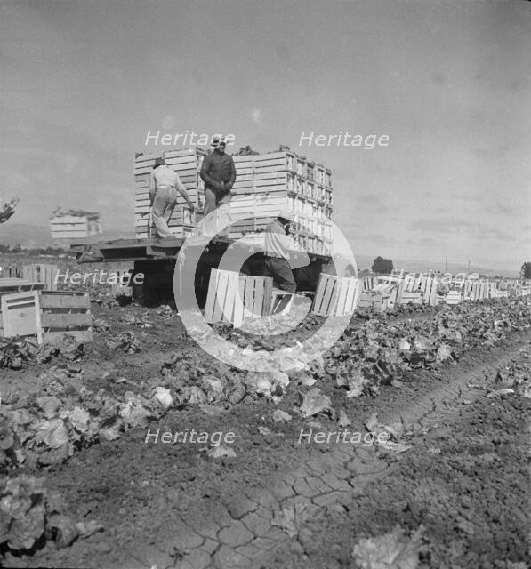 Salinas lettuce fields, California, 1936. Creator: Dorothea Lange.