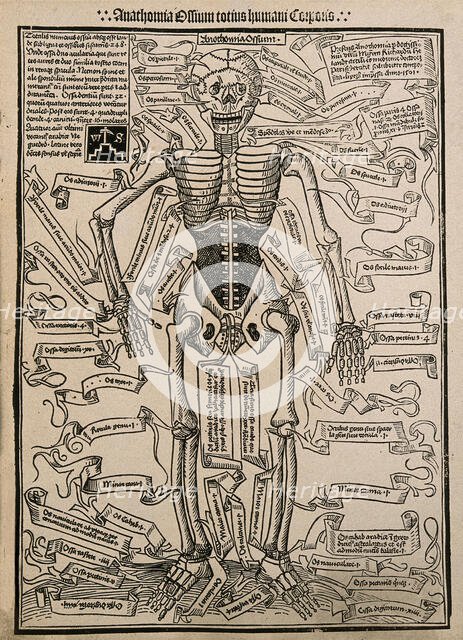 A skeleton, seen from the front, with labels giving the latin names of the bones, 1501 (20th cent). Creator: Unknown.