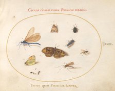 Plate 18: Two Butterflies and a Moth with a Dragonfly, Two Ants, and Four Other..., c. 1575/1580. Creator: Joris Hoefnagel.