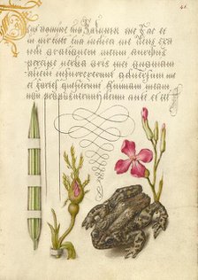 Reed Grass, French Rose, Toad, and Gillyflower, 1561-1562; illumination added 1591-1596. Creator: Joris Hoefnagel.