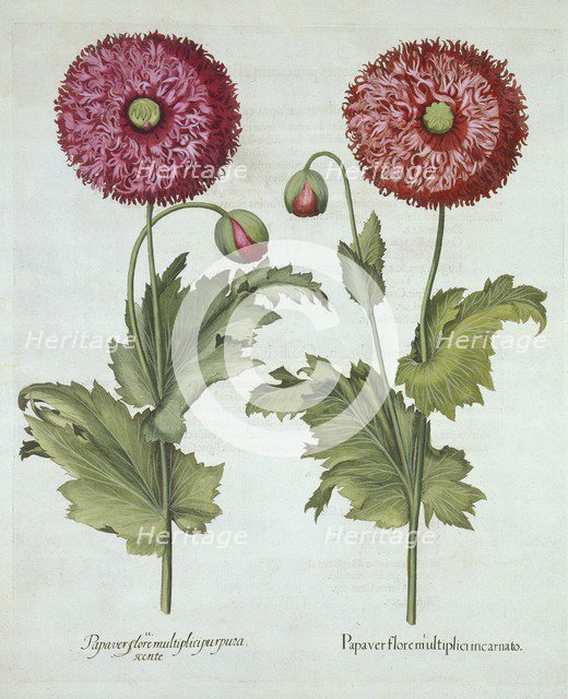 Poppies, from 'Hortus Eystettensis', by Basil Besler (1561-1629) pub. 1613 