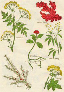 Flowers: Hemlock, Iceland Moss, Ipecacuanha, Indian Hemp, Juniper, Lovage, c1940. Artist: Unknown.