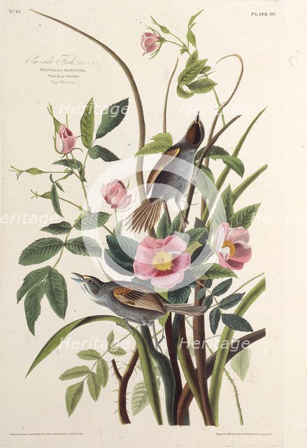 The Sea-side Finch. From "The Birds of America", 1827-1838. Creator: Audubon, John James (1785-1851).