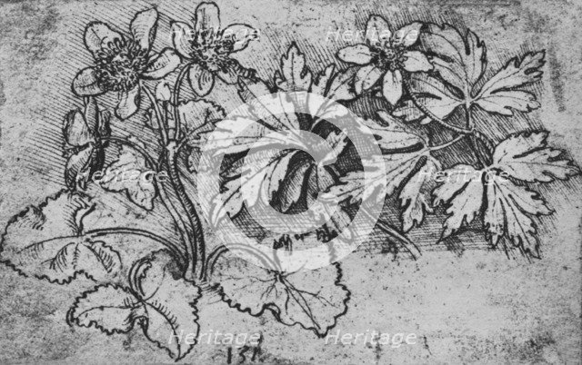 'Sketch of a Plant', c1480 (1945). Artist: Leonardo da Vinci.