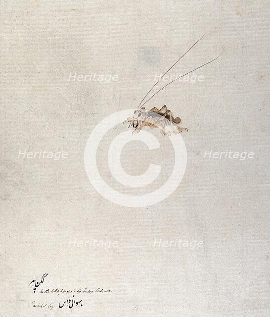 Grasshopper (?), 1777-1783. Creator: Unknown.