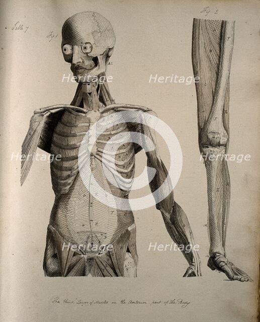 Left, muscles of the head and trunk (front view); right, muscles of the..., between 1800 and 1899. Creator: Unknown.