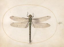 Plate 53: Dragonfly, c. 1575/1580. Creator: Joris Hoefnagel.
