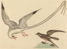 The Rice-bird (Emberiza oryzivora), published 1731-1743. Creator: Mark Catesby.